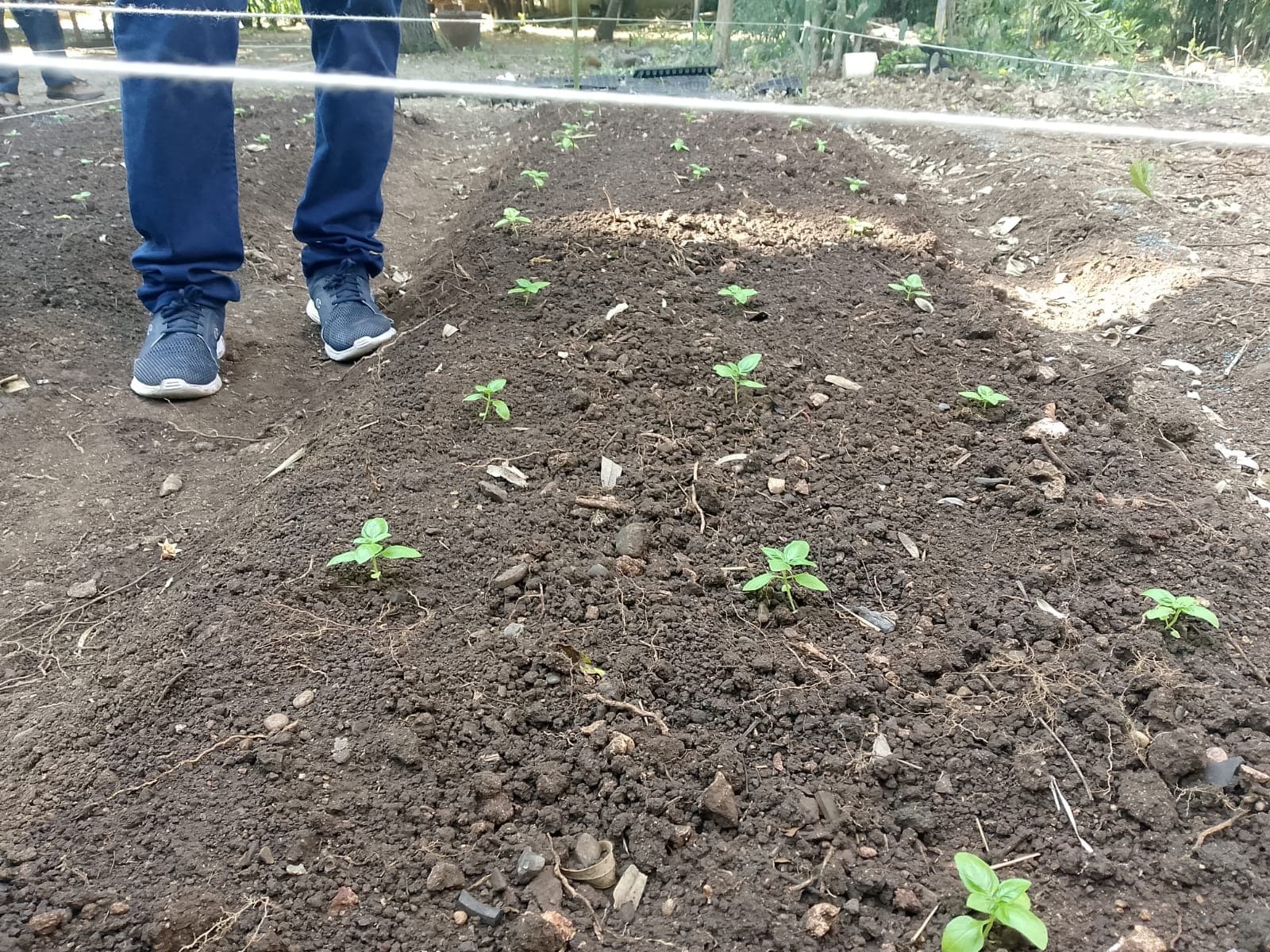 Cantero con plantines jóvenes ya colocados en la tierra.
