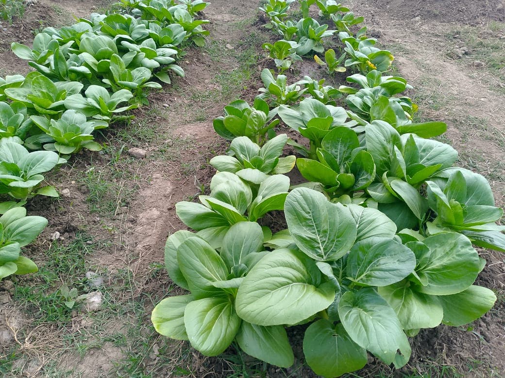 Filas de hortalizas verdes desarrolladas en plena producción.