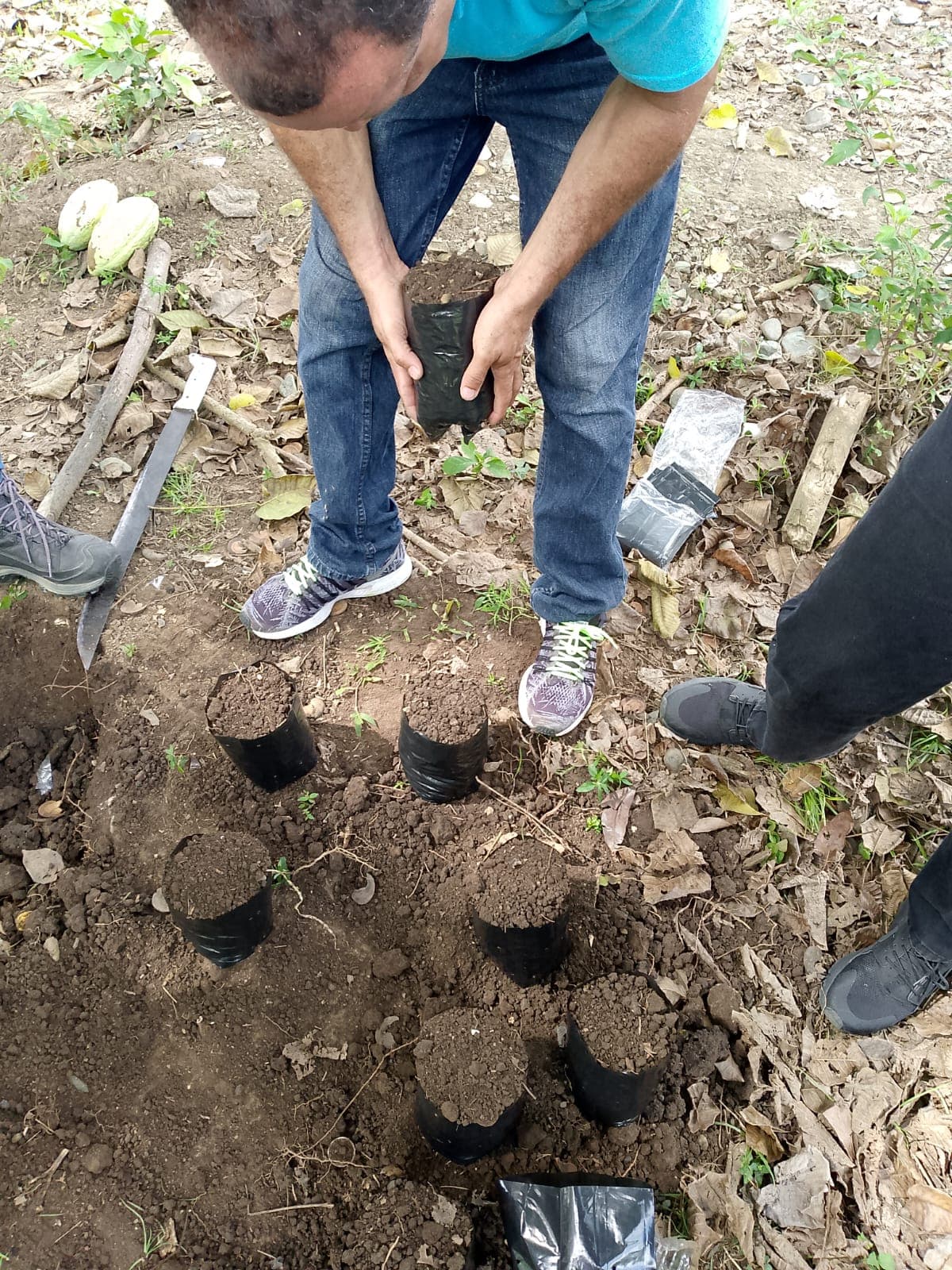 Preparación de fundas con tierra para futuras plantaciones.
